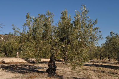 Trees against clear sky