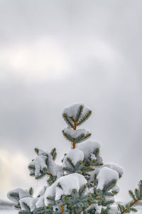 Close-up of frozen plant on snow covered tree