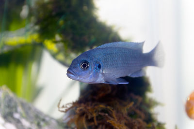 Close-up of fish underwater