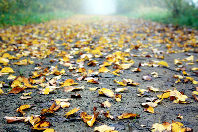 Autumn leaves fallen on ground