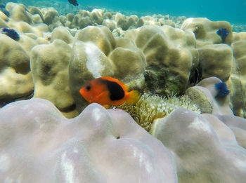 Close-up of fish swimming in sea