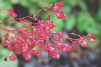 Close-up of red flower