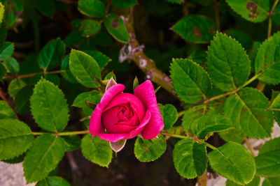 Close-up of pink rose on plant