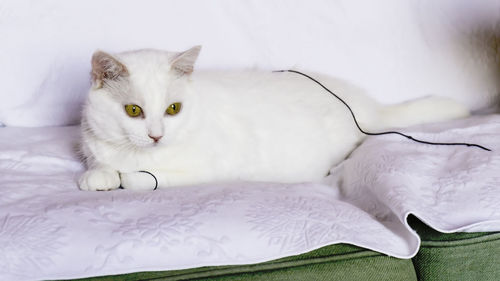 Portrait of white cat lying on bed