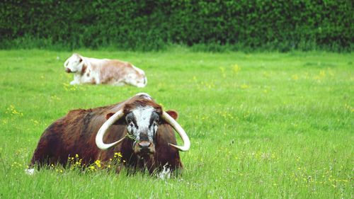 Portrait of horned animal on landscape