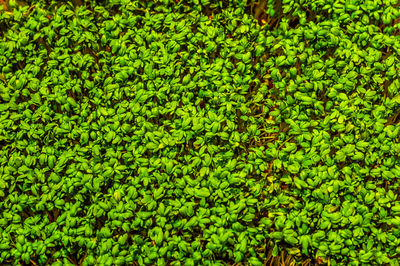 Full frame shot of green leaves