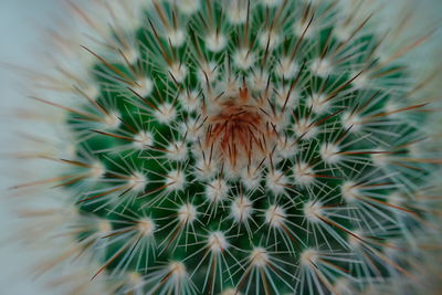 Close-up of cactus plant