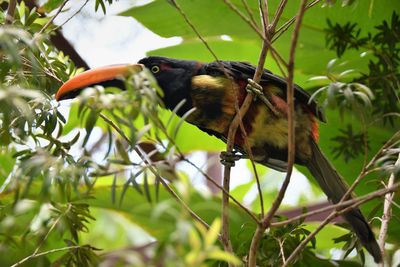 Low angle view of bird perching on tree