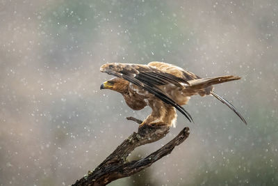 Tawny eagle crouch on stump in rain