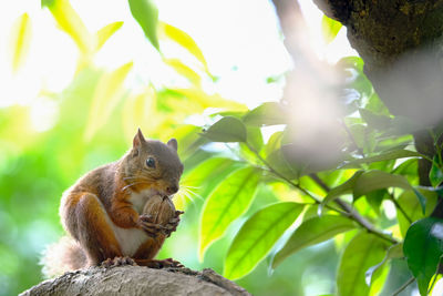 View of an animal on tree stump