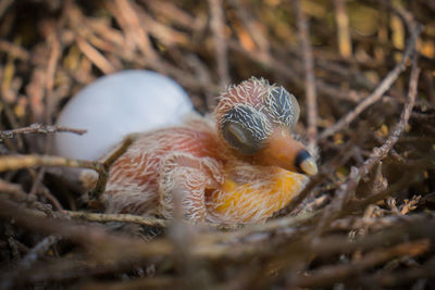 Close-up of bird in nest