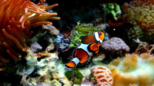 Close-up of clownfish swimming in sea