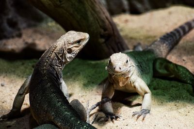 Close-up of a lizard on rock in zoo