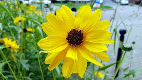 Close-up of yellow flower blooming outdoors