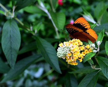 Close-up of butterfly pollinating on flower