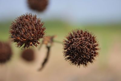 Close-up of wilted plant