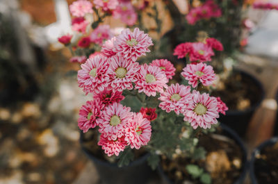 Close-up of pink flowering plants