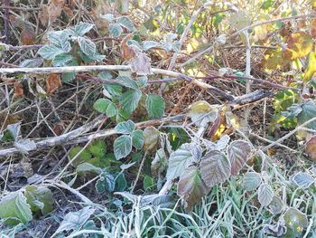 High angle view of bird on field