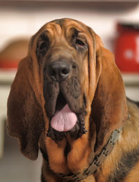 Close-up portrait of dog