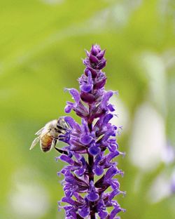 Close-up of bee pollinating on purple flower