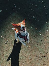 High angle view of dog on street