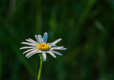 Close-up of white flowering plant