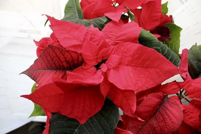 High angle view of red flowering plant