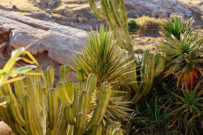 High angle view of plants growing on land