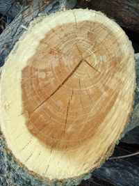 Close-up of tree stump in forest