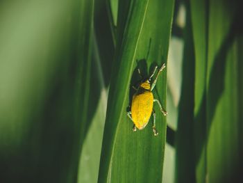 Close-up of insect on leaf