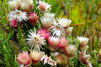 Close-up of pink flowering plants