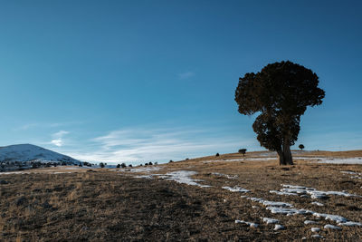 Trees on field against blue sky