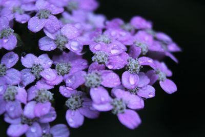 Close-up of purple flowers blooming in park