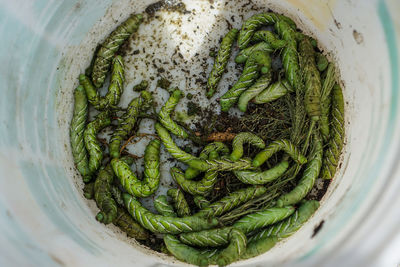 High angle view of vegetables in bowl