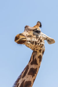 Low angle view of giraffe against clear sky