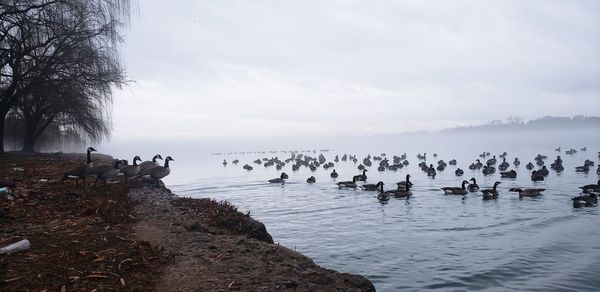 Flock of birds in lake during winter