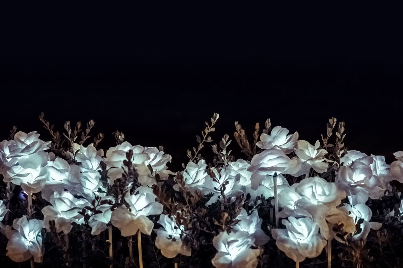 CLOSE-UP OF WHITE FLOWERS AGAINST BLACK BACKGROUND