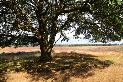 Trees on field against sky