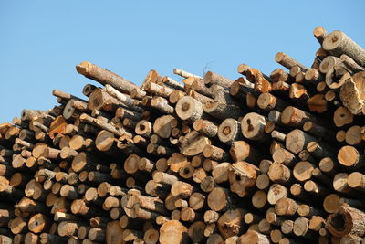 Stack of logs in forest