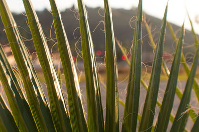 Close-up of plants
