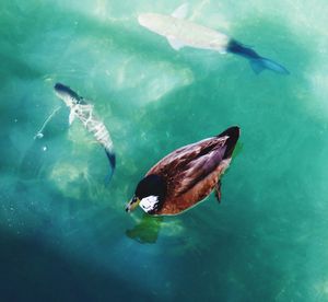 High angle view of fish swimming in sea