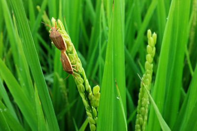 Close-up of insect on plant