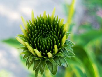 Close-up of flower against blurred background