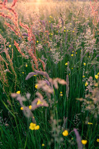 Close-up of yellow flowering plants on field