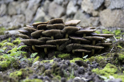 Close-up of pine cone on rock