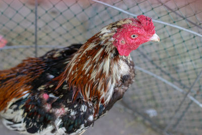 Close-up of rooster in cage