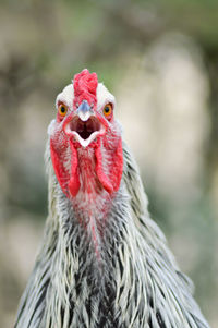 Close-up of rooster