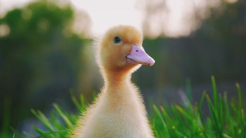 Close-up of duckling on grassy field