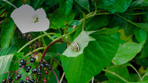 Close-up of butterfly on leaf
