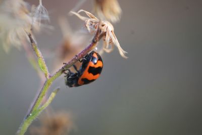 Close-up of butterfly pollinating flower